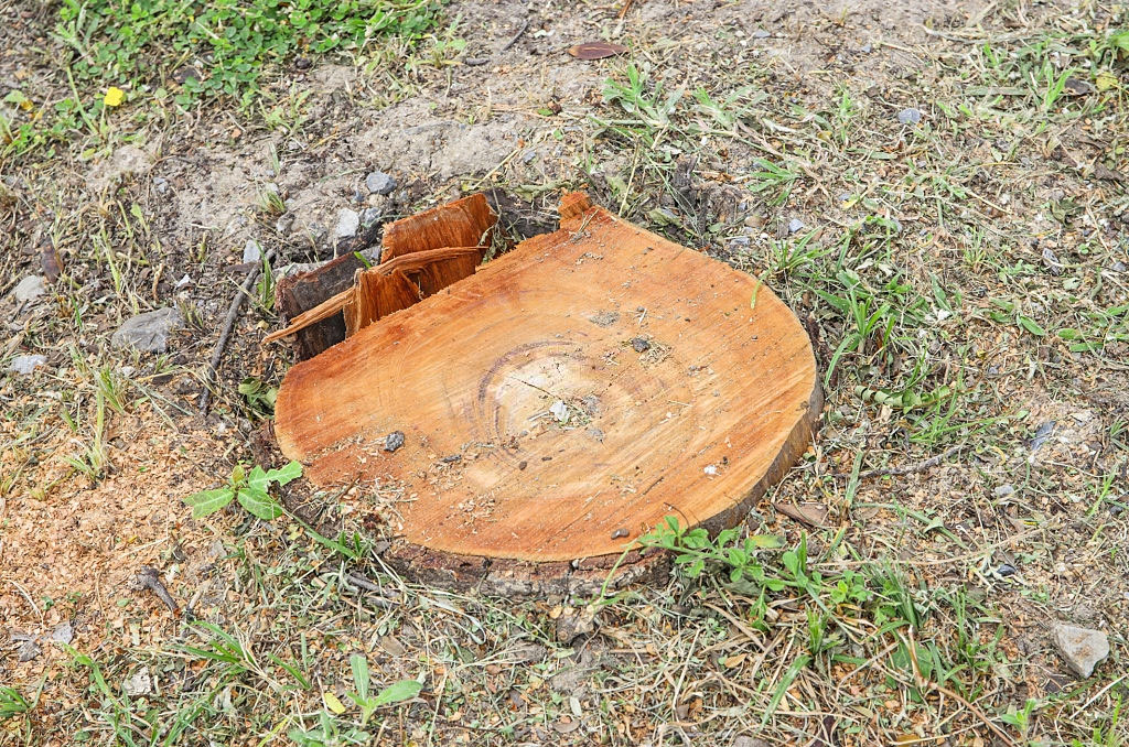Kansas City Tree Service Pros Image